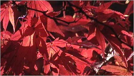 Leaves