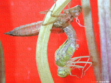 Dragonfly larvae