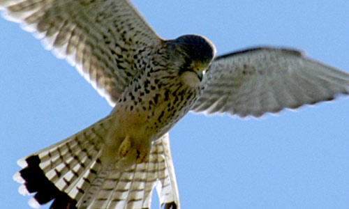 kestrel02.jpg