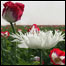 محوکشت کوکنار 