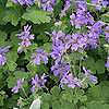 Geranium 'Philipe Vapelle'