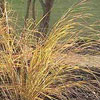 Anemanthele lessoniana
