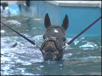 Kingscliff enjoying the pool on Bodmin Moor