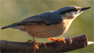 A nuthatch