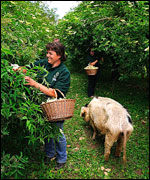 Elderflower picking