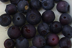 Blueberries