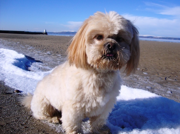 Thumbnail image for Rascal-at-Nairn-beach.jpg
