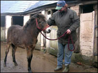 Foal in a head collar with owner Eve Hickman