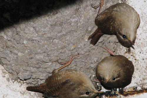 wrens roosting together by Elizabeth Emmerson