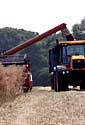 wheat farming in the UK