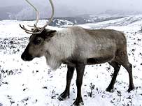 Reindeer