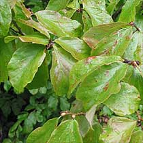 Parrotia