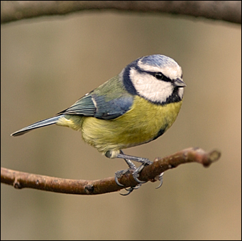 Blue Tit