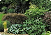 Mature shrubs