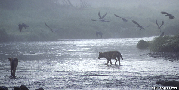 Wolves in river