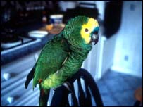 Papagaio