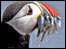 Puffin with sand eels. Terry Cavner