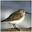 Estuaries Index (Image: Dunlin c/o Thomas)