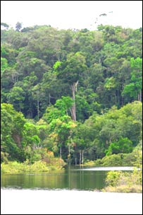 Một cánh rừng ở khu bảo tồn Uatuma, Brazil