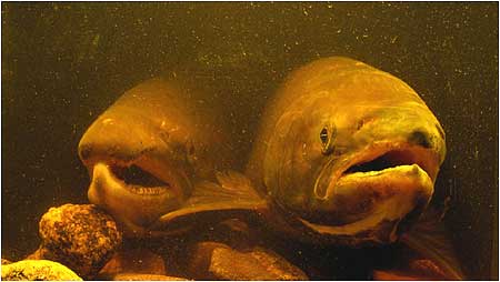 Adult Salmon c/o David Hay