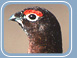Red Grouse
