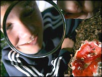 On the hunt for mushrooms