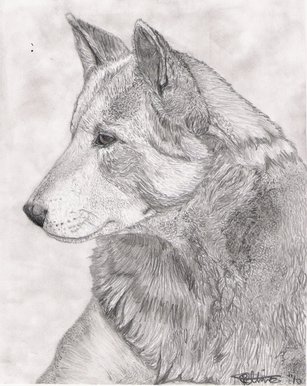 Regal Stare - Canis lupis familiaris dingo