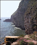 The cliffs at Berry Head