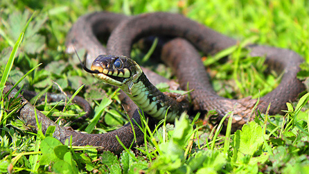Grass snake by Darren Harries