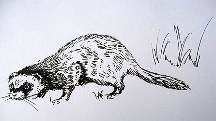 polecat_sketch.jpg