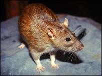 Ratazana
