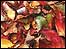 Autumn leaves (C) Kay Brown