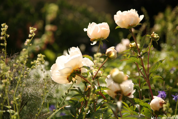 Chelsea Flower Show 2011