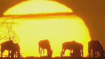 Wildebeest at sunrise