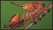 Stauropus fagi