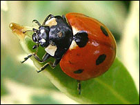 ladybird