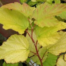 Physocarpus 'Dart's Gold'