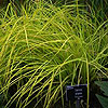 Carex