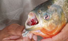 Red-bellied piranha