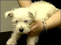 Puppy bought by BBC