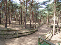 Formby pinewoods