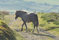 Merlen mynydd