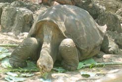 A Giant Tortoise