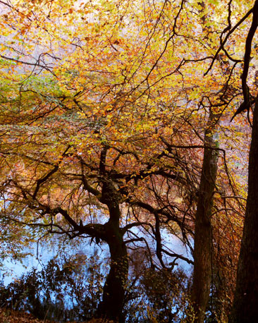 Autumn leaves and tree reflections beside Glasgow's River Kelvin
