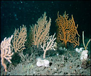 Lyme Bay coral (Mike Markey)