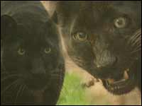 Two pumas