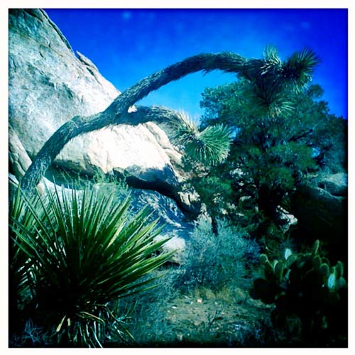 Joshua Tree (Yucca brevifolia)