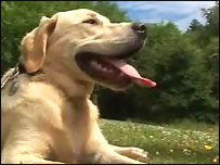 Jackson, the trainee Guide Dog