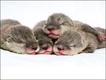Foto do livro ZooBorns, de Andrew Bleiman e Chris Eastland, publicado por Constable & Robinson