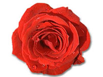 red rose